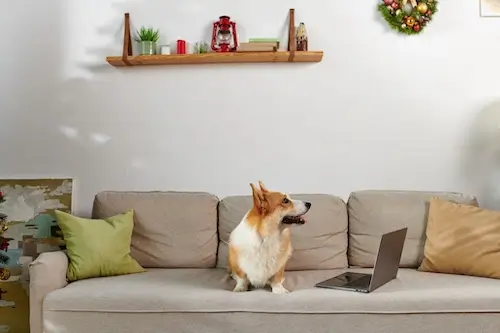 dog sitting on couch next to a laptop