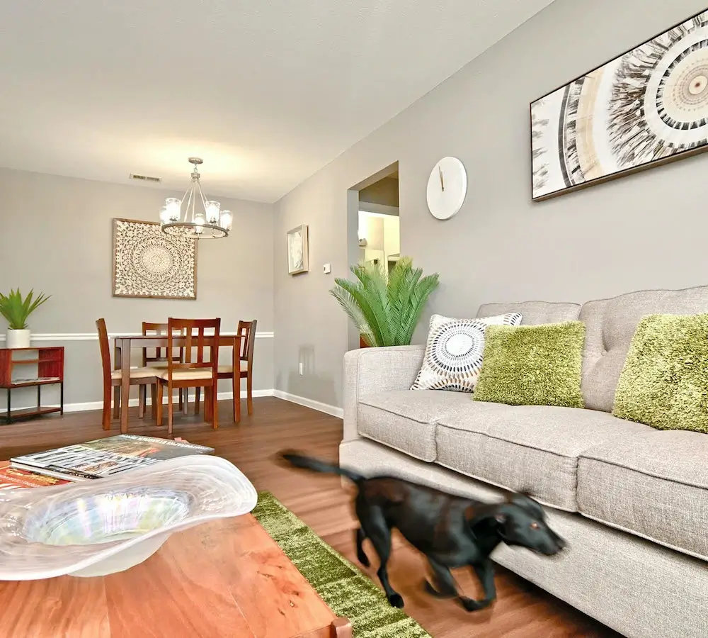 Black dog running through living room area next to couch